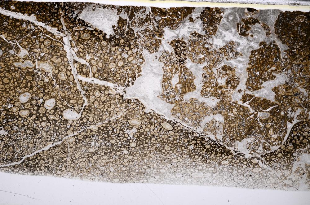 Plane Polarized, E53153