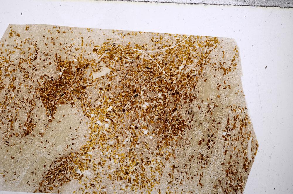 Plane Polarized, E54163