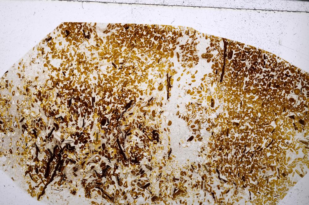 Plane Polarized, E54172/B