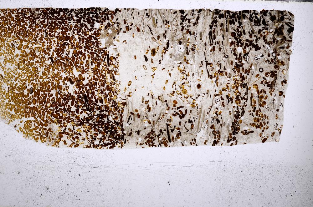 Plane Polarized, E54173/B