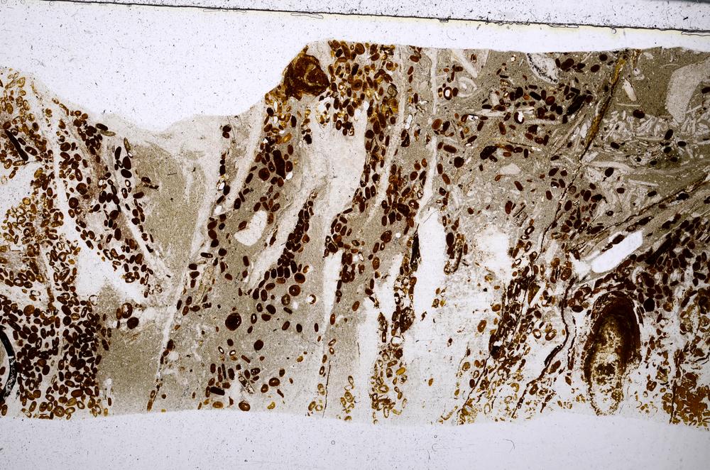 Plane Polarized, E54175