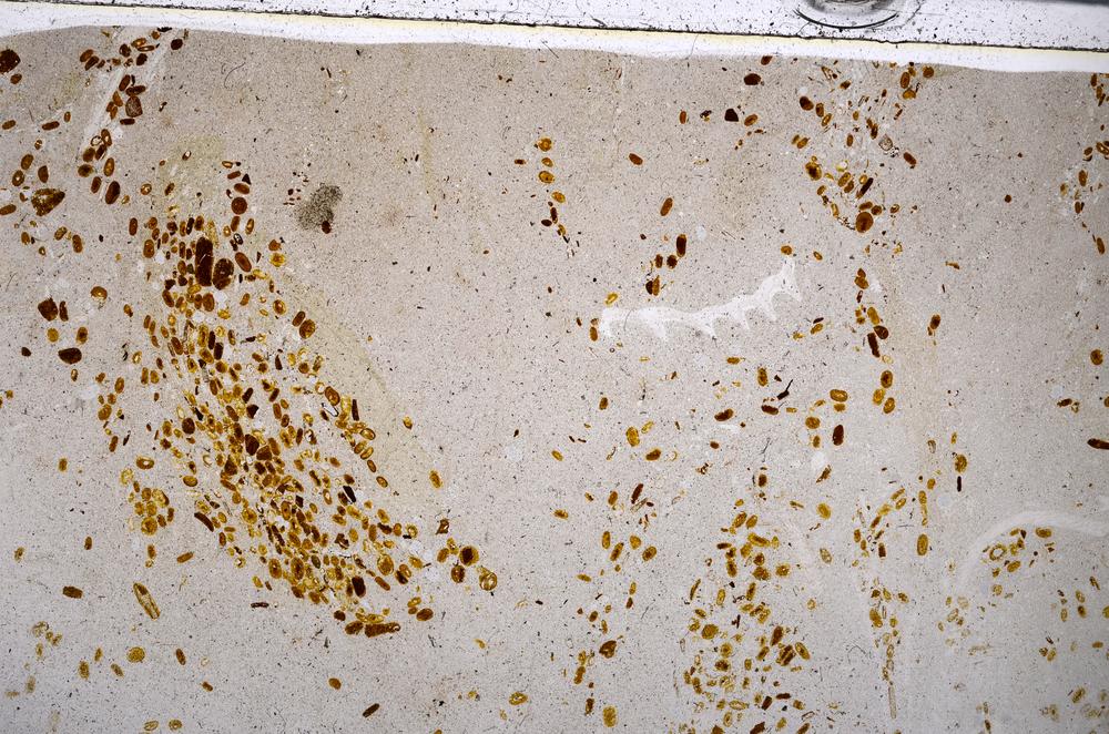 Plane Polarized, E54176