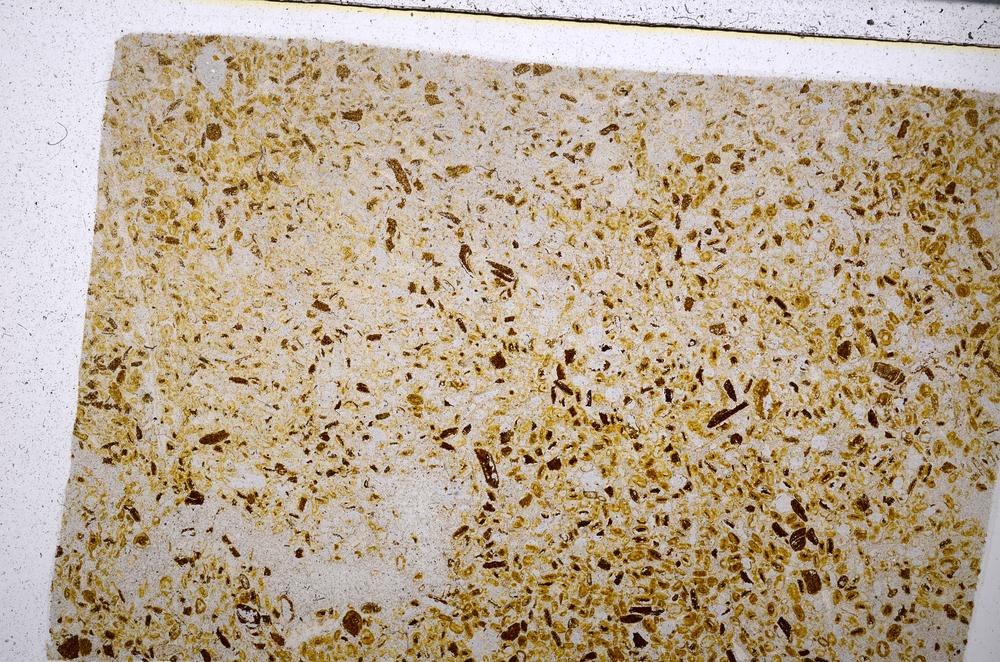 Plane Polarized, E54177