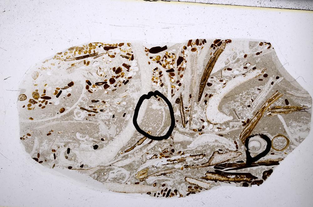 Plane Polarized, E54182