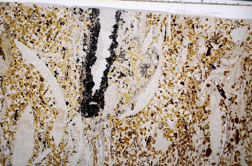 Plane Polarized, E54183