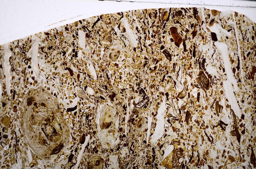 Plane Polarized, E54184/A