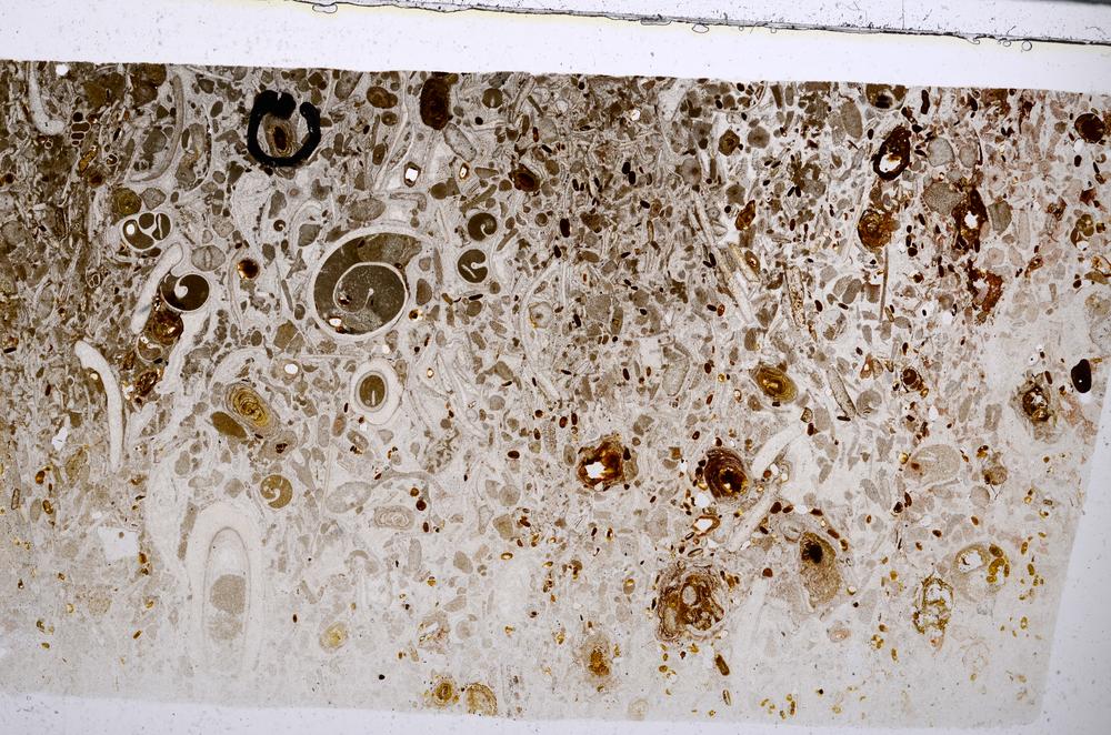 Plane Polarized, E54196/B