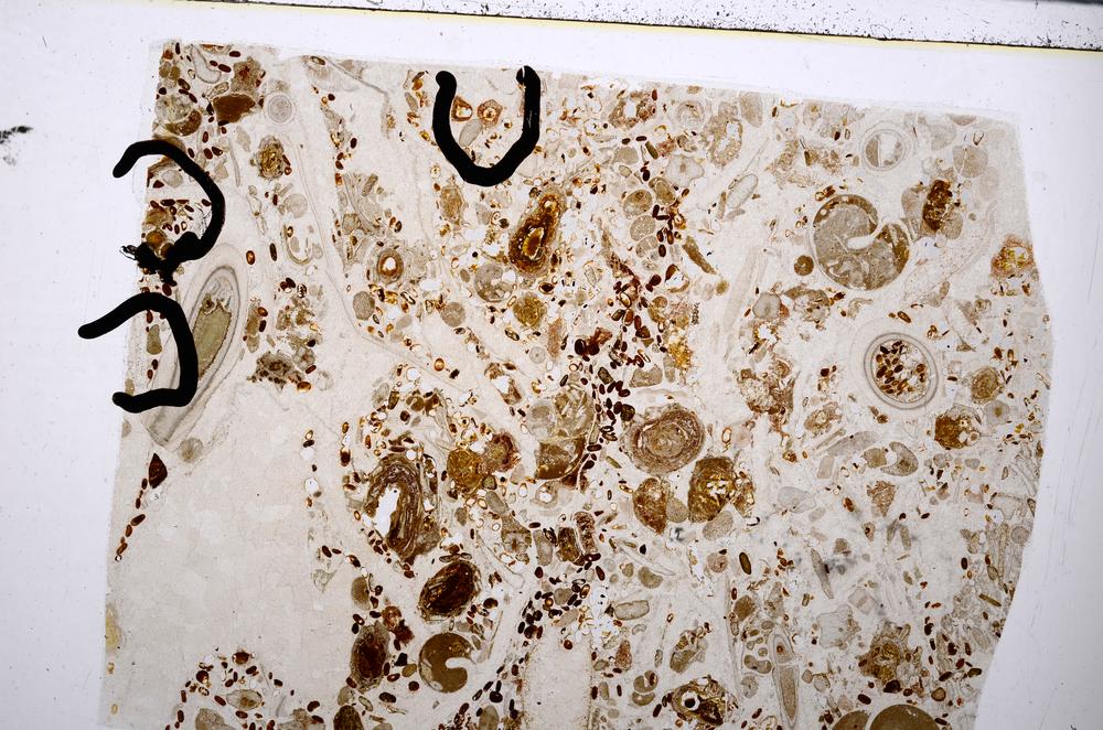 Plane Polarized, E54197/A