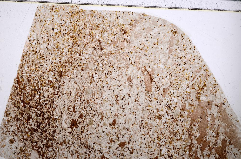 Plane Polarized, E54203/A