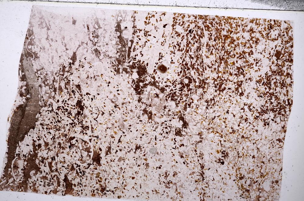 Plane Polarized, E54203/B