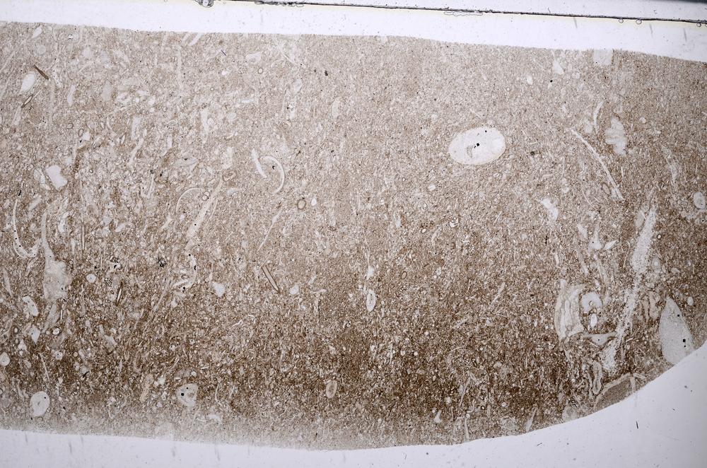 Plane Polarized, E54213