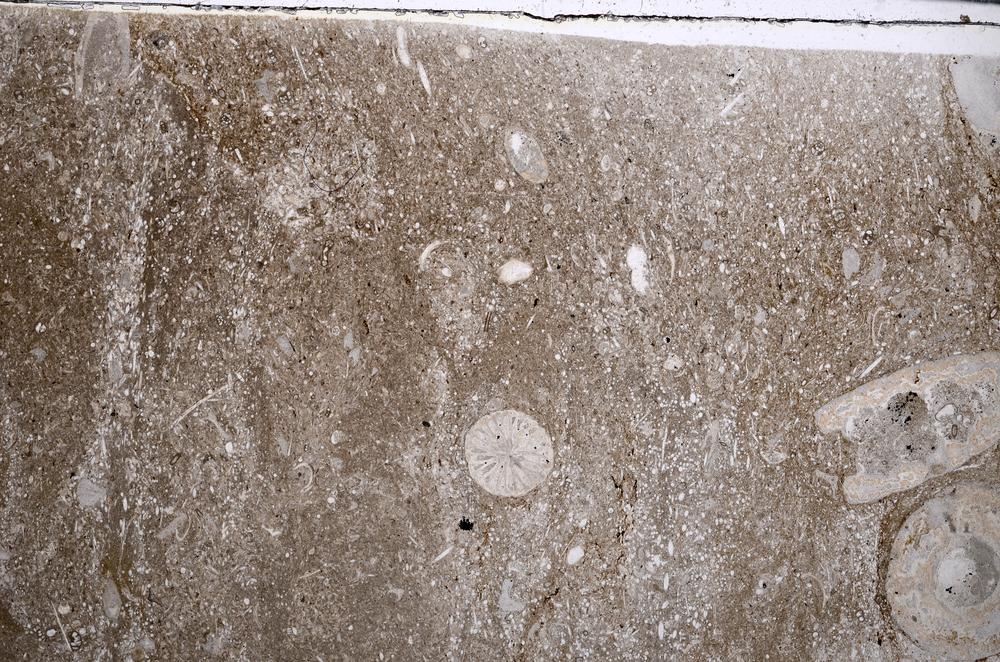 Plane Polarized, E54217