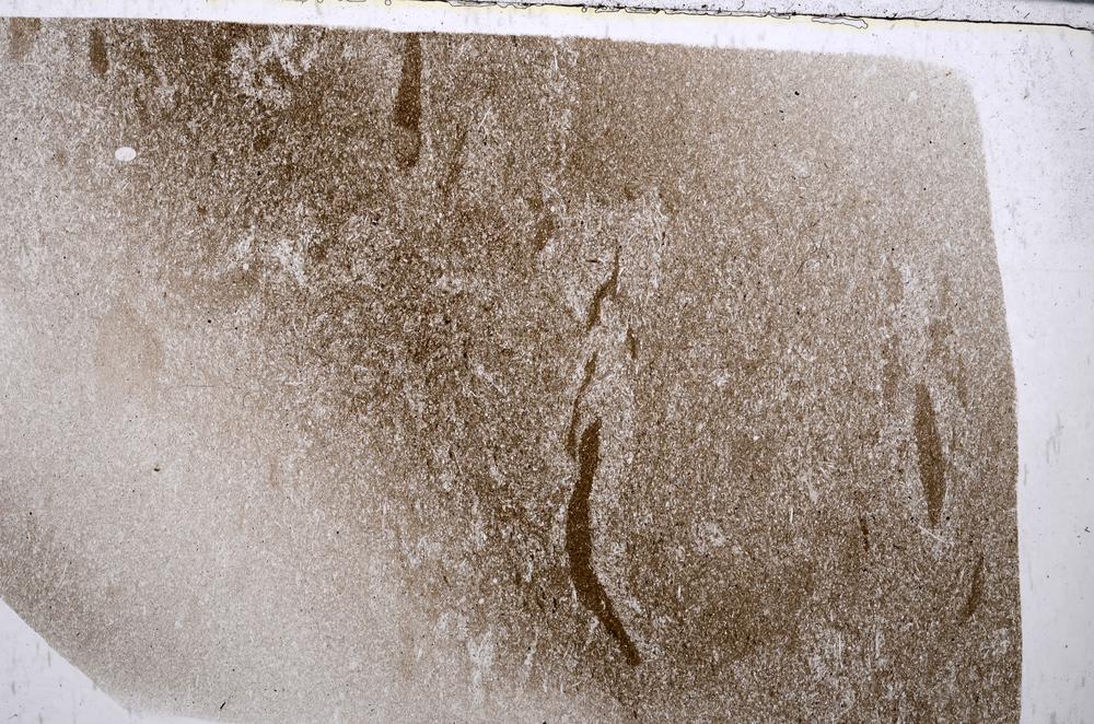Plane Polarized, E54226