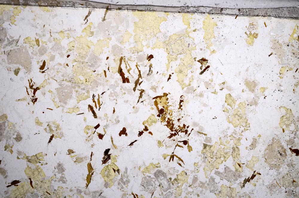 Plane Polarized, E57291