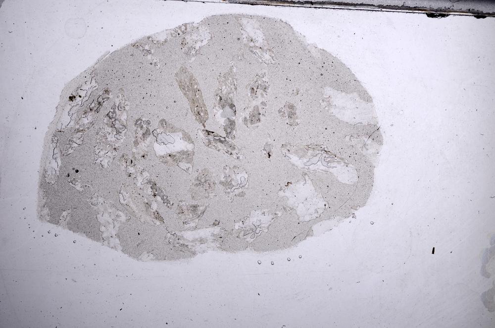 Plane Polarized, E60187