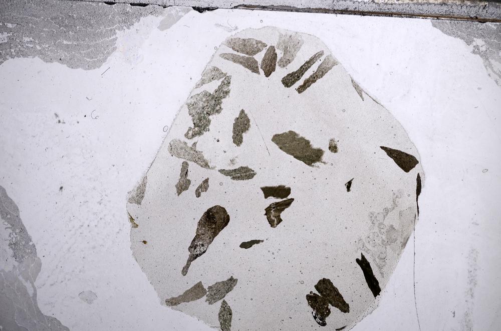 Plane Polarized, E60206