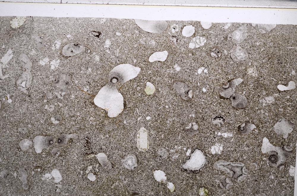 Plane Polarized, E61968