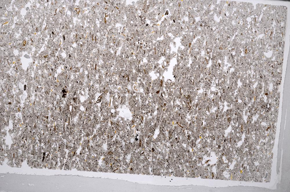 Plane Polarized, E65010