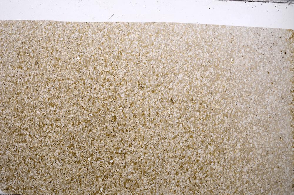 Plane Polarized, E65354